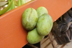 Mangifera odorata, kuini